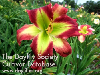 Daylily Crimson and Clover